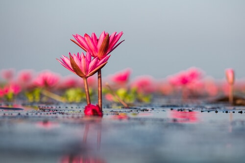 significance of red lotus in japan