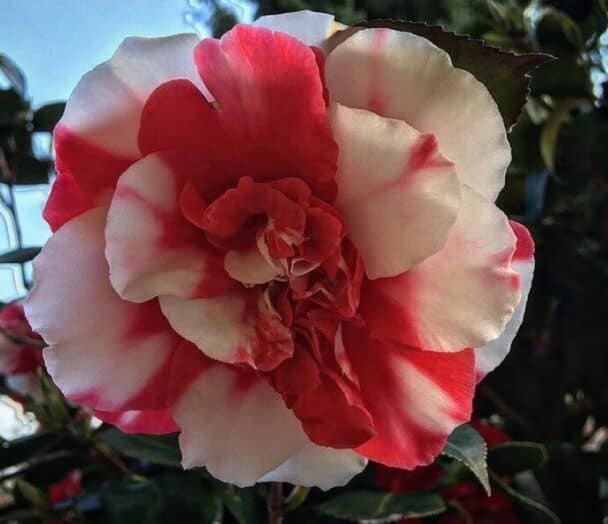 Hanakotoba Meaning Of Flowers In Japanese Japan Truly