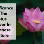莲花在日本的含义及其意义