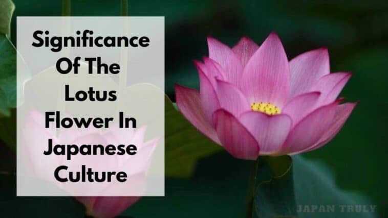 莲花在日本的含义及其意义