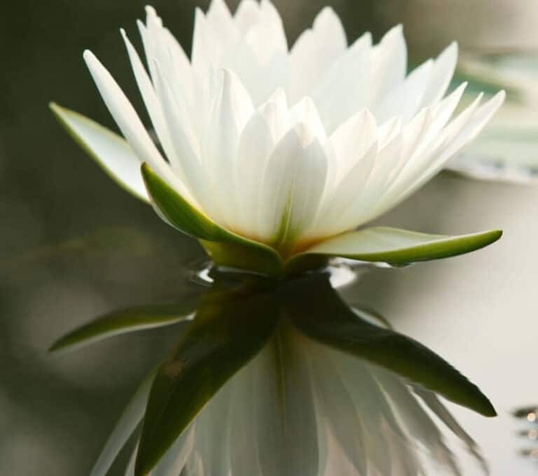 Meaning Of Lotus Flower In Japan And Its Significance Japan Truly