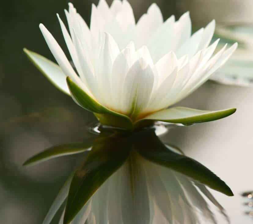 significance of white lotus in japan