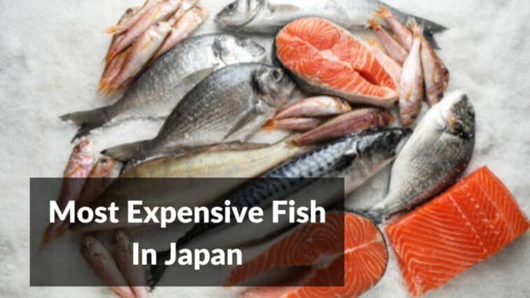 El pescado más caro de Japón
