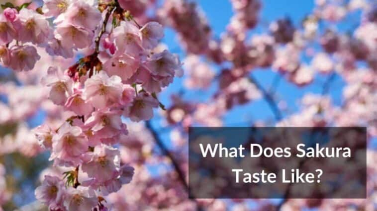 What Does Sakura Taste Like