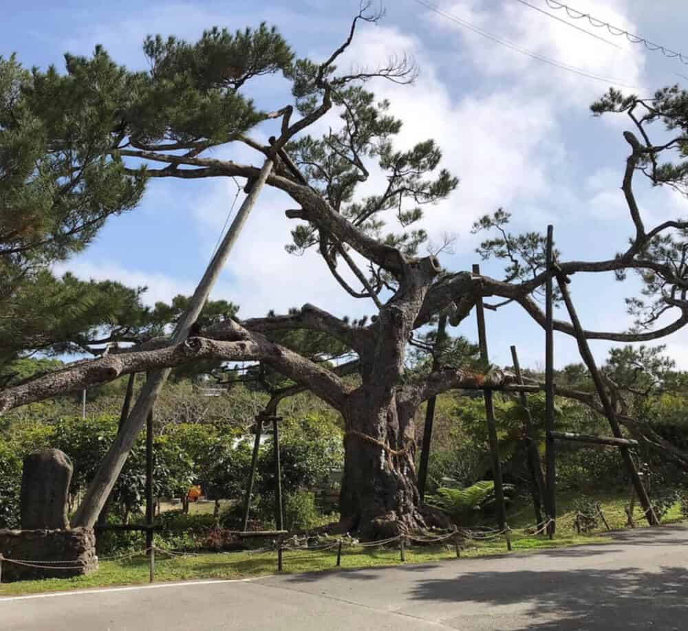 okinawa pine tree