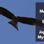 日本神话中的鹰