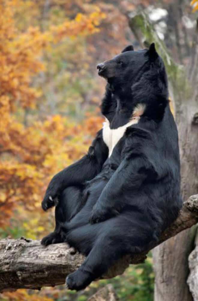 oso negro asiático