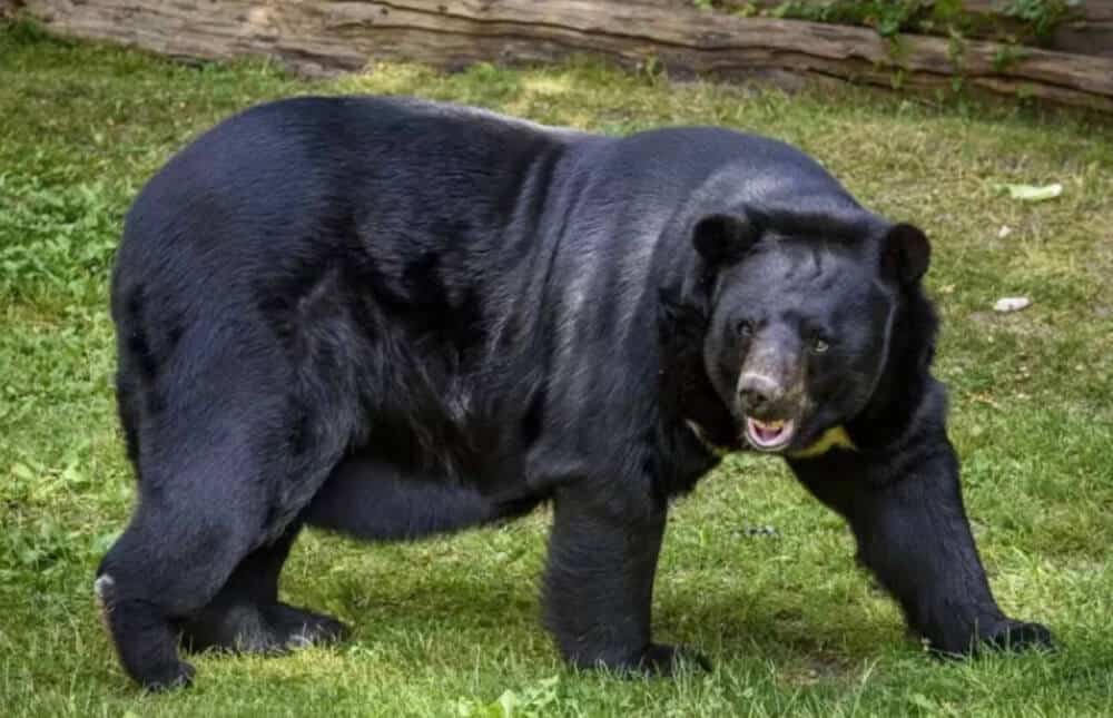 osos negros asain en japón