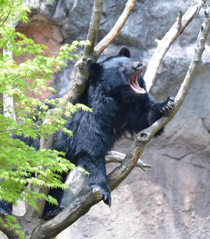 3 Bears Native To Japan: Exploring Asian Black Bear, Japanese Black Be ...