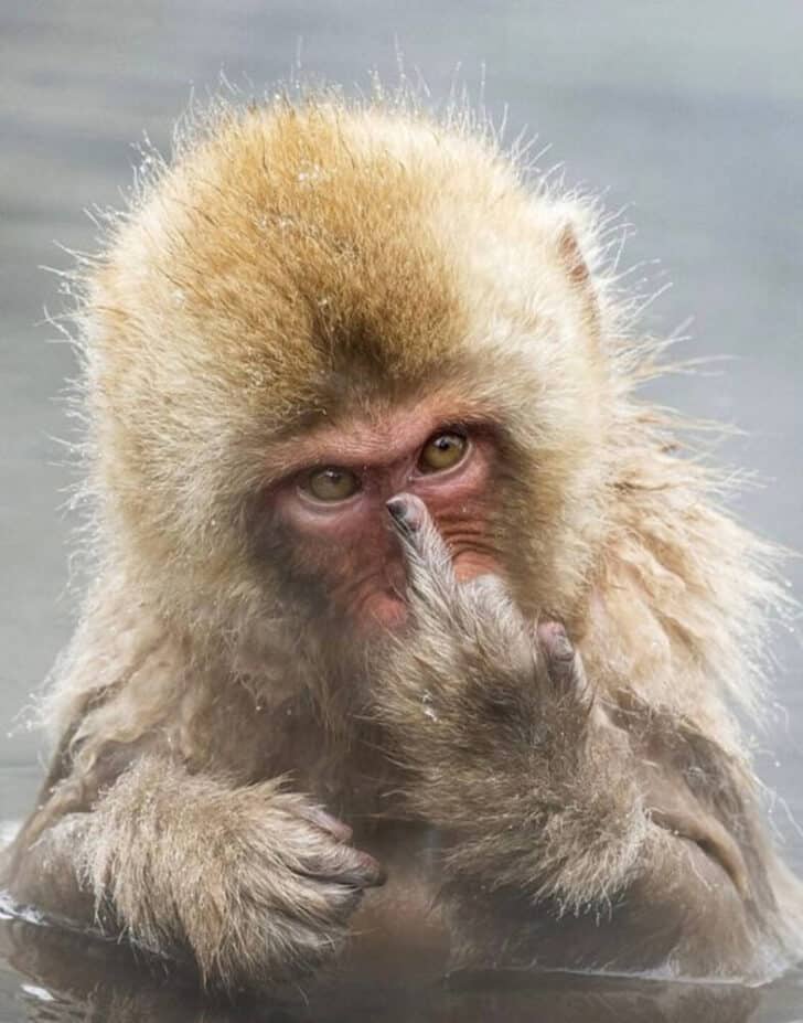 You Won't Believe What The Middle Finger In Japan Means - Japan Truly