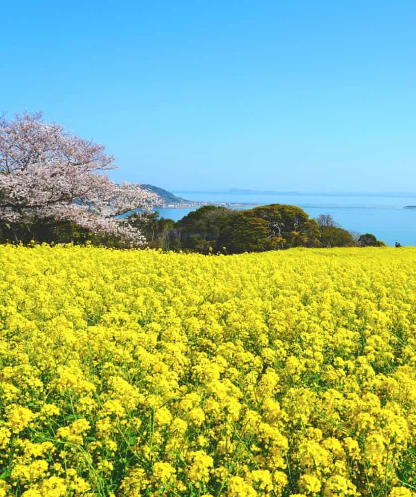 Isla de Nokonoshima