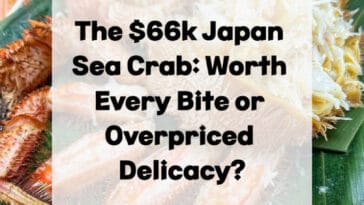 $66k 日本海螃蟹、1.2 千克日本海螃蟹、1000 万日元日本海螃蟹