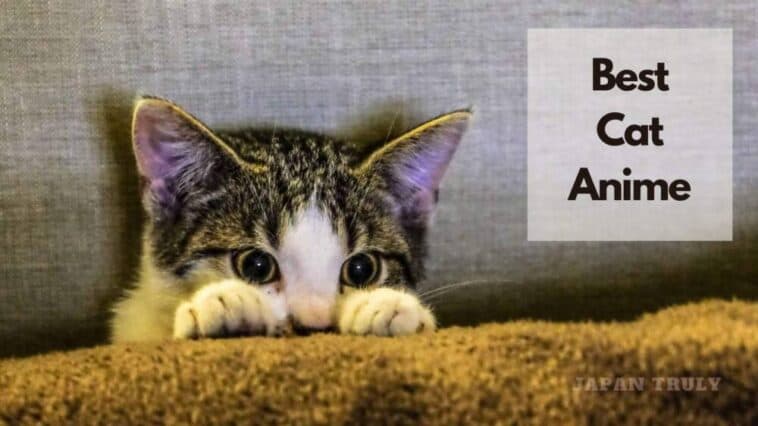 best cat anime