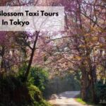 東京の桜タクシーツアー