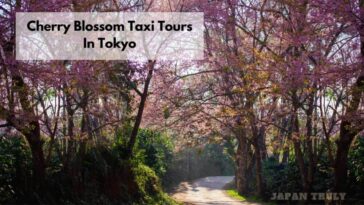 Cherry Blossom Taxi Tours In Tokyo