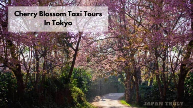 Recorridos en taxi por los cerezos en flor de Tokio