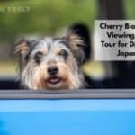 犬のためのお花見バスツアー in Japan