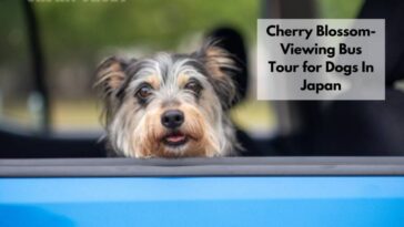 Cherry Blossom-Viewing Bus Tour for Dogs In Japan