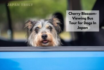 Cherry Blossom-Viewing Bus Tour for Dogs In Japan