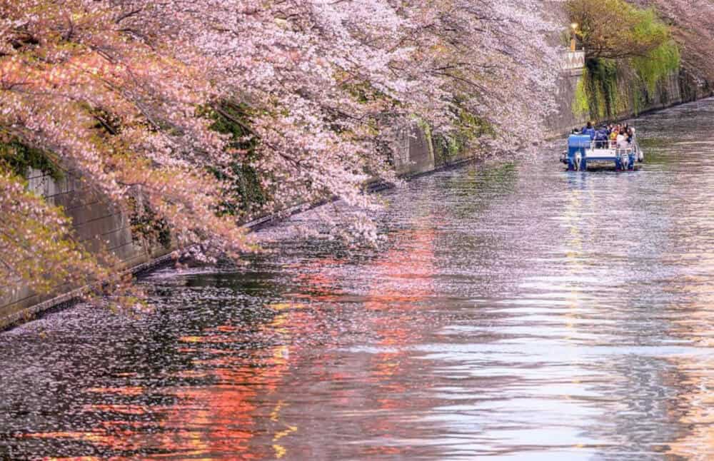 Meguro River Hanami Cruise