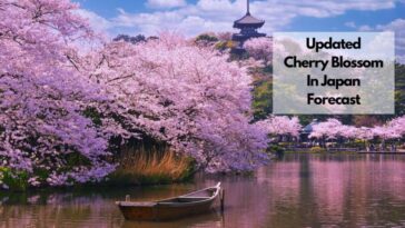 Updated Cherry Blossom In Japan Forecast