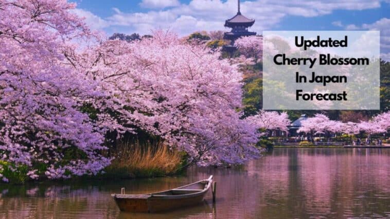 Updated Cherry Blossom In Japan Forecast