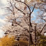 Tokyo Cherry Blossoms Now Open