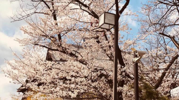 Tokyo Cherry Blossoms Now Open