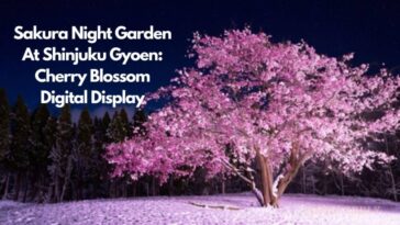sakura night garden Shinjuku Gyoen