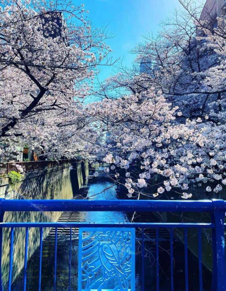 东京最佳赏樱地点
