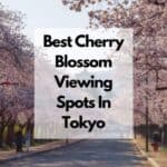 東京の桜の名所