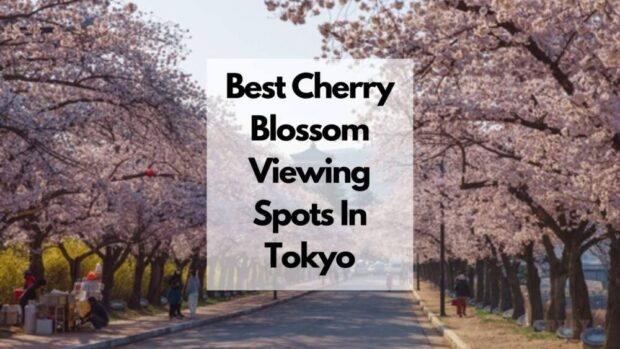 best cherry blossom viewing spots in tokyo