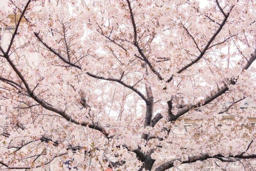 cherry blossom season japan
