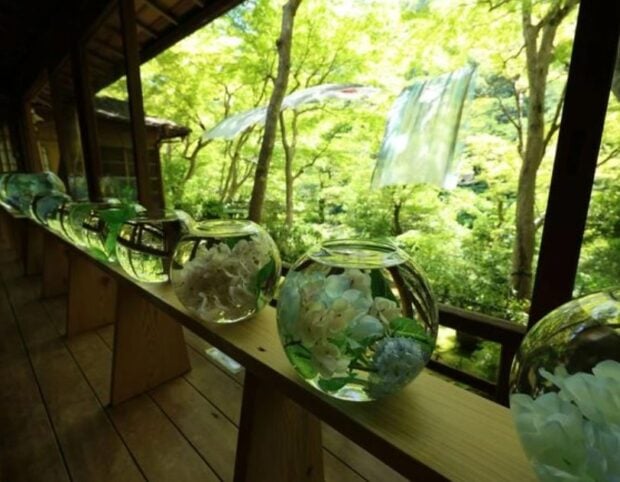 Artful Way to Show Off Green Maple Leaves at a Studio in Kyoto